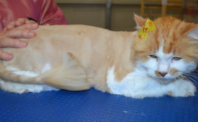 Mia is a Medium Hair Domestic.