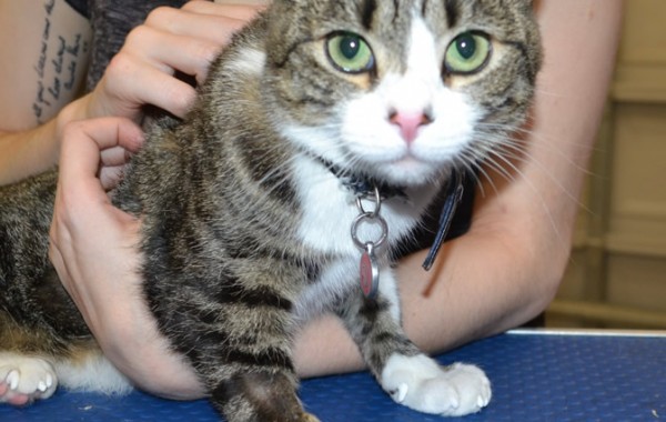 Coby is a Short Hair Domestic with white Softpaws.