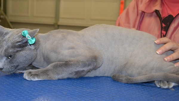 Zara is a Russian Blue.