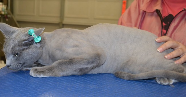 Zara is a Russian Blue.