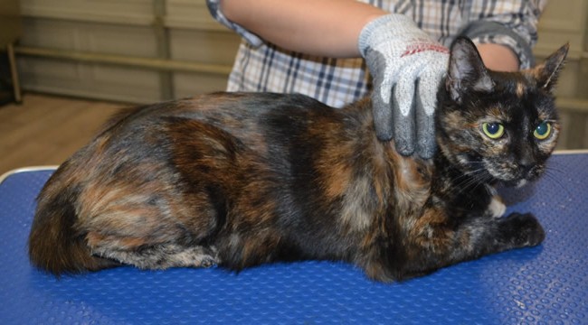 Mocha is a Short Hair Domestic.