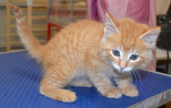 Amber is a 7 week old medium hair kitten. Loved her wash n blowdry and nail clipping.