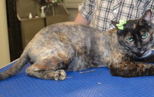 Mocha is a Short Hair Domestic.