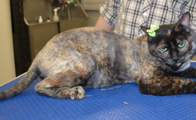 Mocha is a Short Hair Domestic.