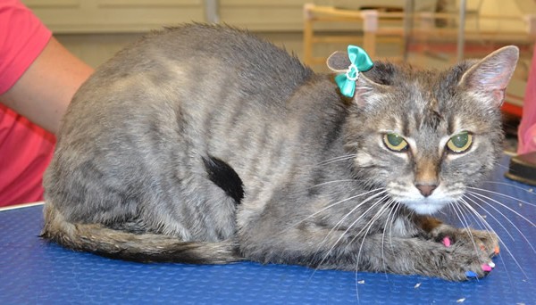 Sylvester is a Short Hair Domestic.