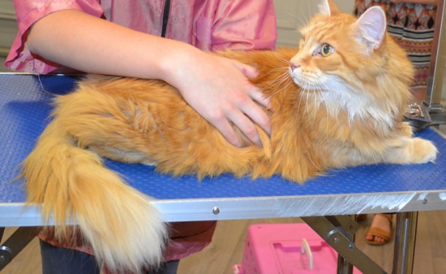 Sorbet is a Long Hair Domestic.