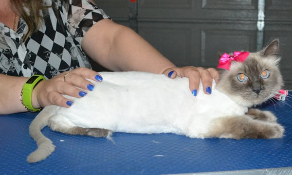 Nahla is a Ragdoll.