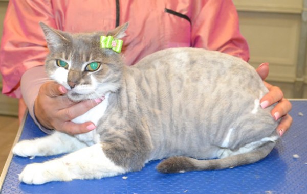 Trixie is 14 yr old Short hair domestic.