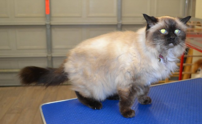 Cassey is an old Himalayan.