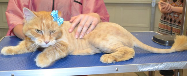 Sorbet is a Long Hair Domestic.