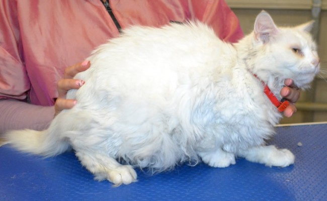 Sophia is a 15 yr old Medium hair domestic.