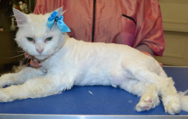 Sophia is a 15 yr old Medium hair domestic.