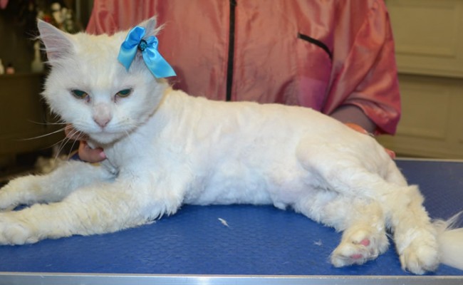 Sophia is a 15 yr old Medium hair domestic.
