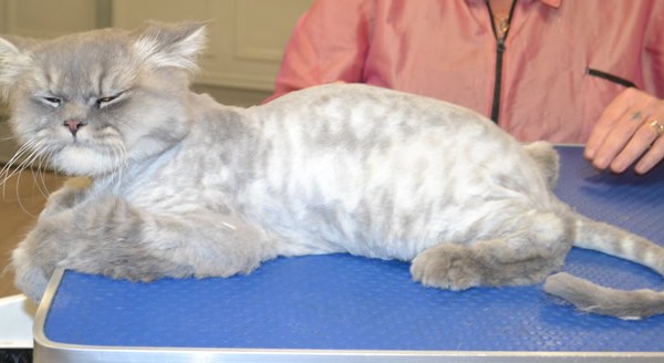 Sparky is a Persian Chinchilla.