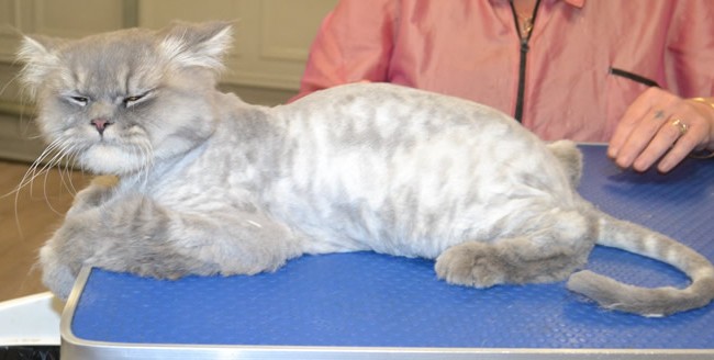 Sparky is a Persian Chinchilla.