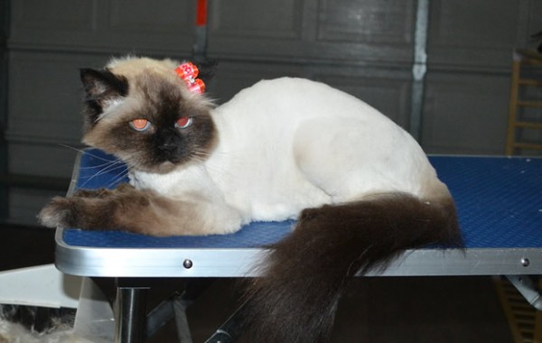 Cassey is an old Himalayan.