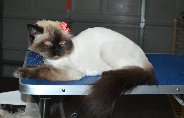 Cassey is an old Himalayan.