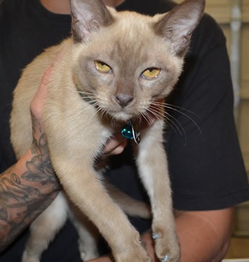 Bouba is a Burmese with Grey Softpaws.