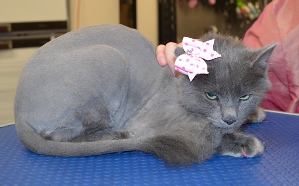 Ollie is a Long Hair Russian Blue.