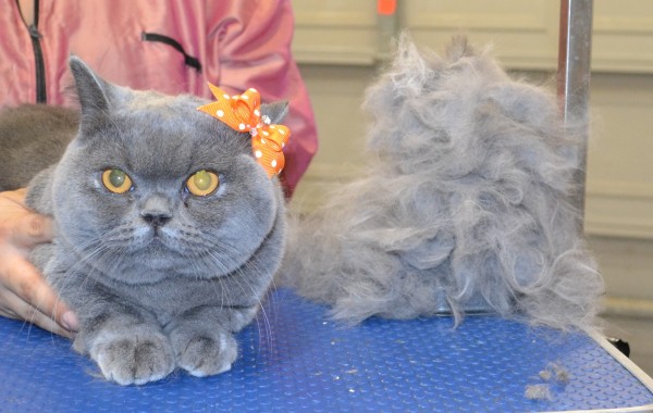 Ziggy is a British Short Hair.