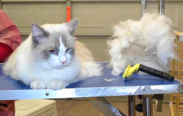 Artie is a Ragdoll.