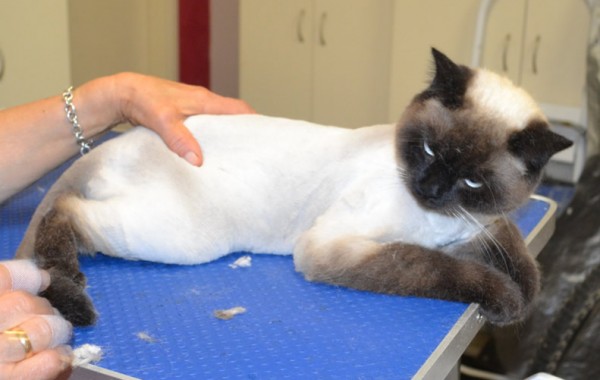 Seven is a British short hair X Ragdoll.