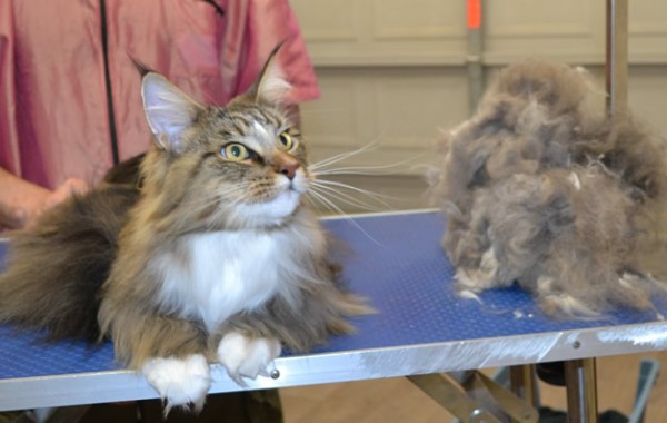 Riku is a Maine Coon.