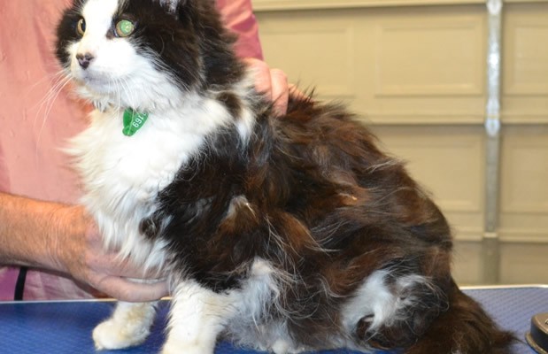 Muffin is a 17 yr old Medium Hair Domestic.