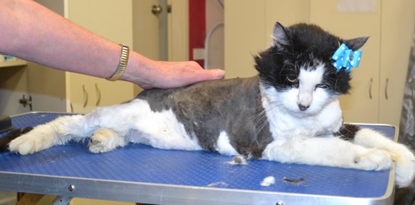 Muffin is a 17 yr old Medium Hair Domestic.