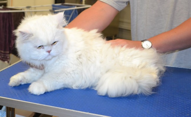 Carlos is a Persian Chinchilla.