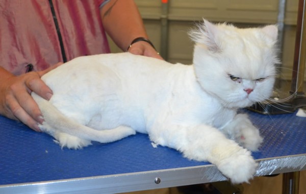 Carlos is a Persian Chinchilla.