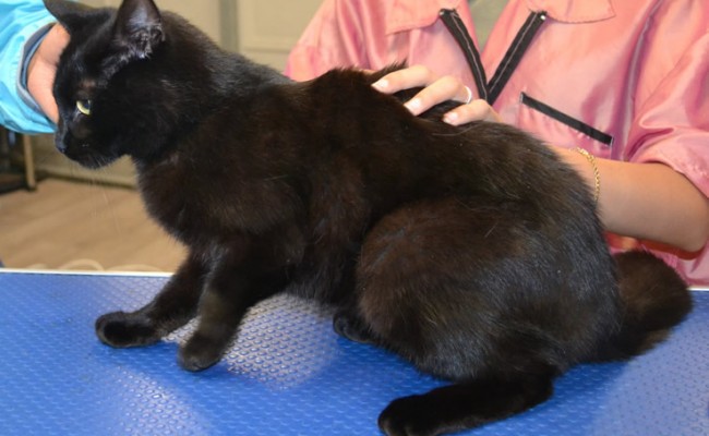 Kuro is a Short Hair Domestic.