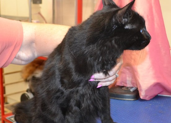 Murphy is a Short/Medium Hair Domestic.