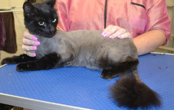 Murphy is a Short/Medium Hair Domestic.