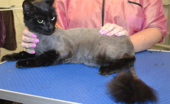 Murphy is a Short/Medium Hair Domestic.