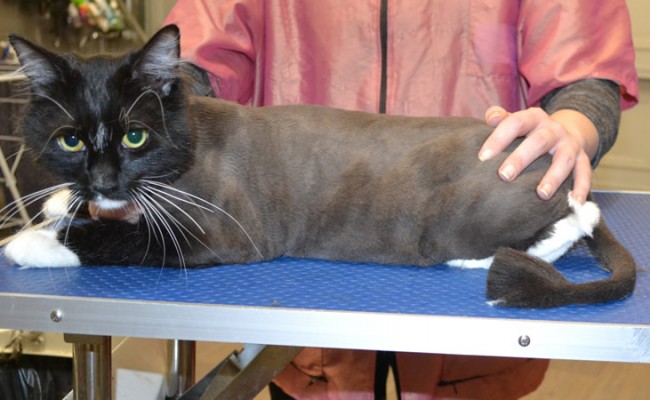 Billy is a Short/Medium Hair Domestic.