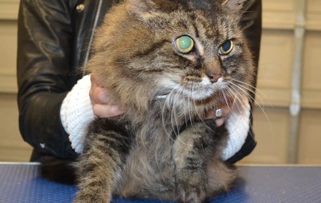 Kitty is a Medium Hair Domestic.