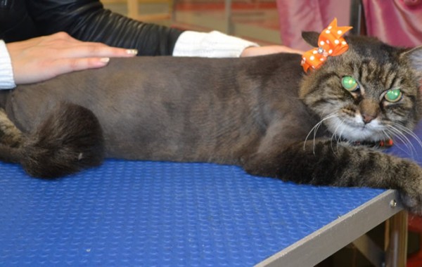 Kitty is a Medium Hair Domestic.