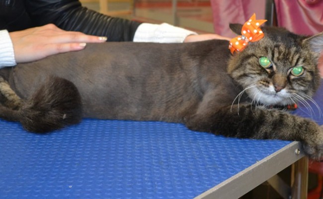 Kitty is a Medium Hair Domestic.