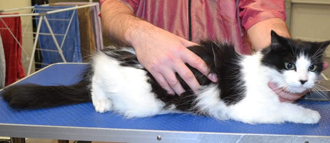 Tsibi is a Long/Medium Hair.