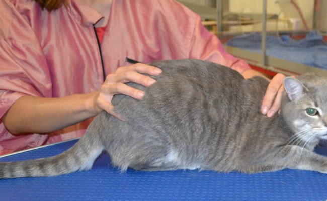 Jade is a Short Hair Domestic.