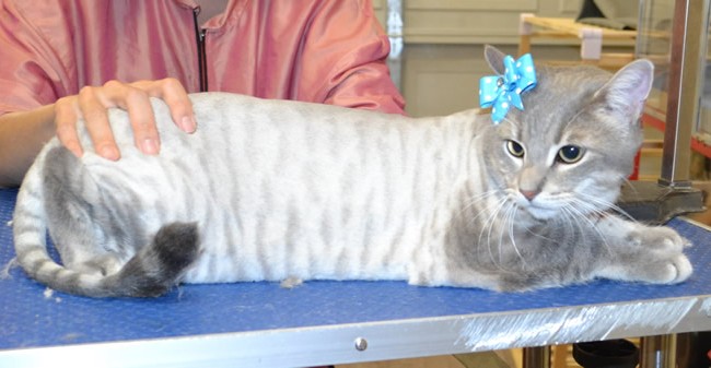 Jade is a Short Hair Domestic.