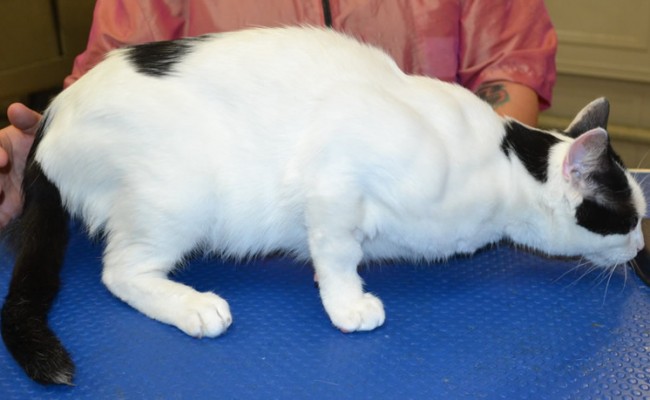 Captain Cuddles is a Short Hair Domestic.