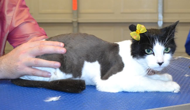 Tsibi is a Long/Medium Hair.