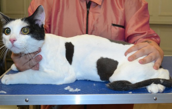 Captain Cuddles is a Short Hair Domestic.