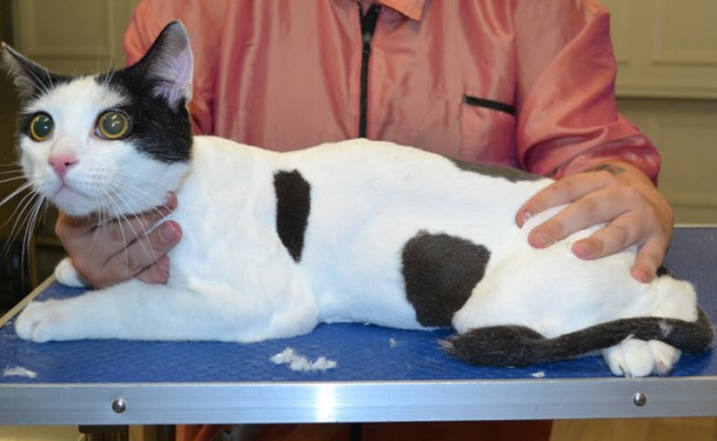 Captain Cuddles is a Short Hair Domestic.