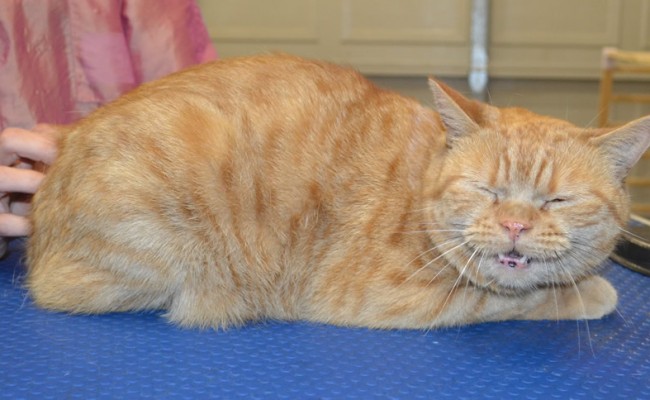 Apollo is a Short Hair Domestic.