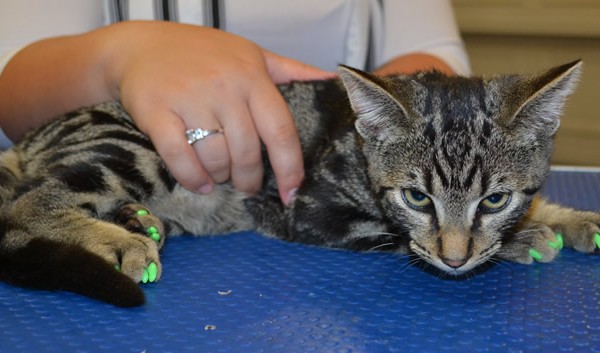 Chase is a Short Hair. He is wearing Green Softpaws