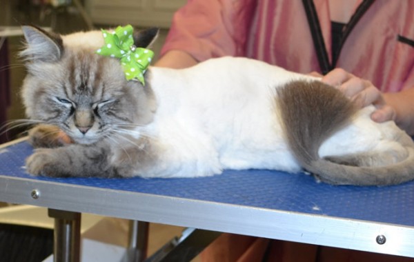Belle is a Ragdoll