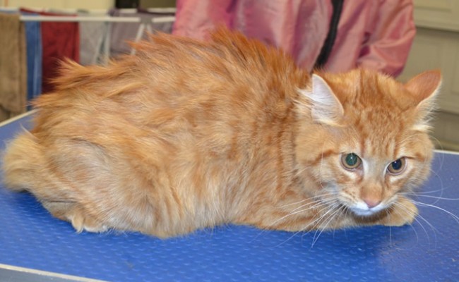 Ninga is a Long/Medium Hair Domestic.